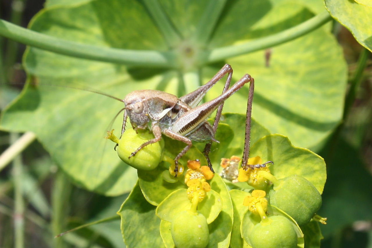 Orthoptera da determinare-2